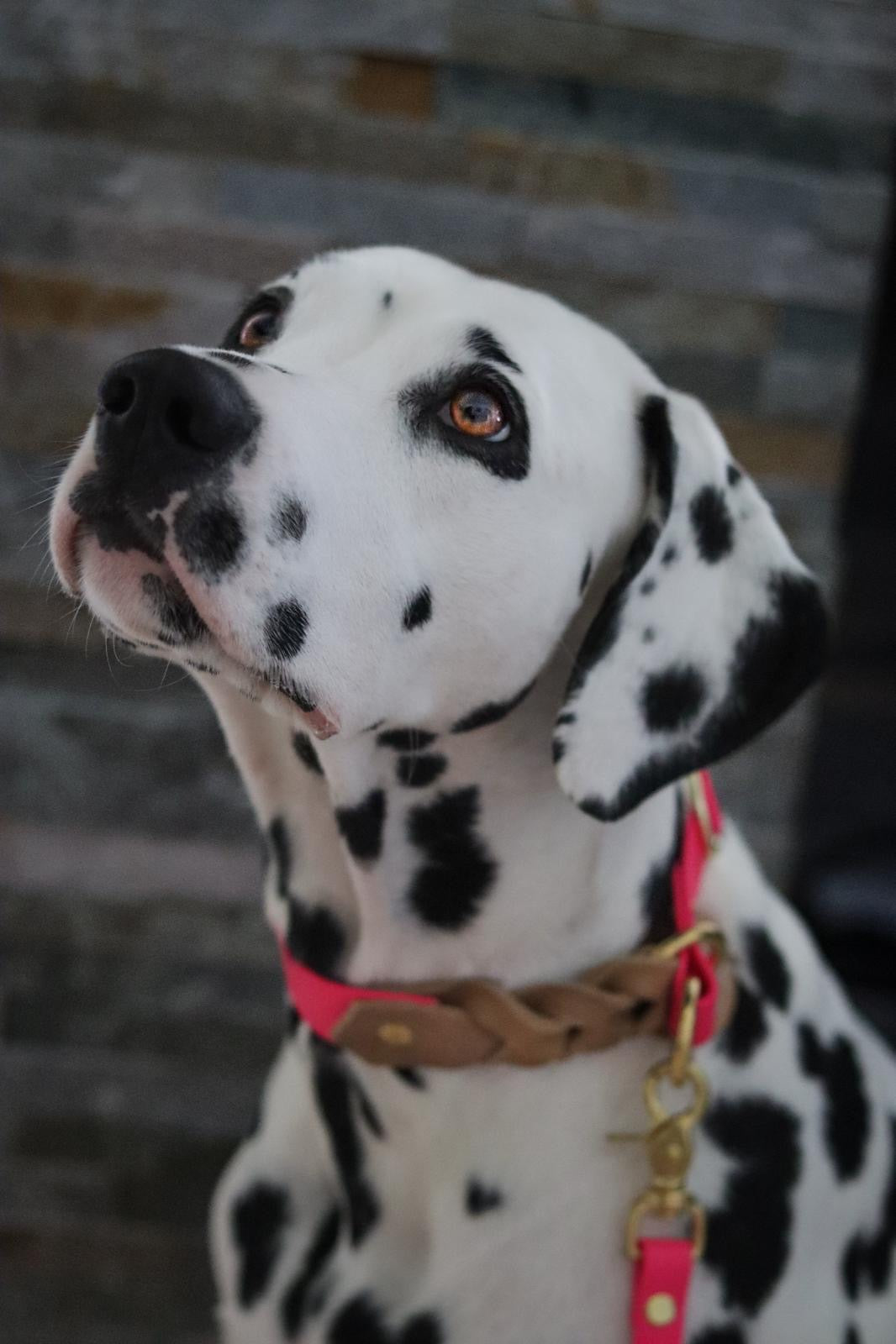 Zugstopp - Hundehalsband aus Biothane mit Kurzführer