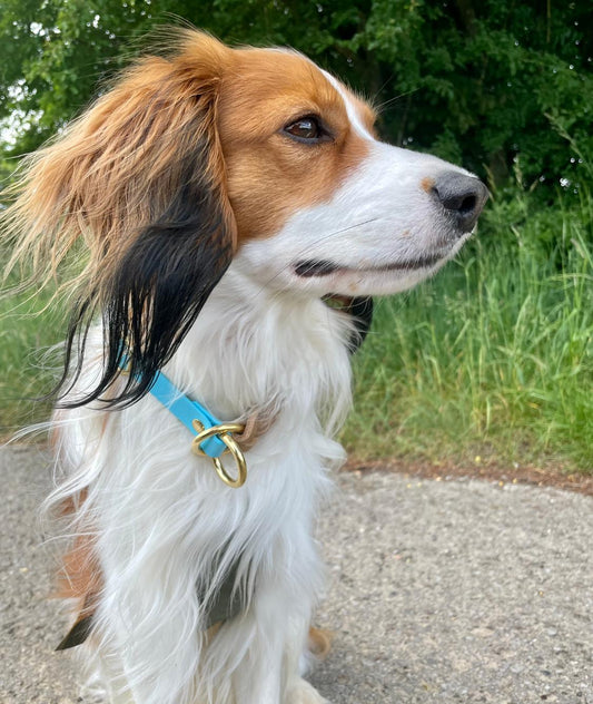 Mika Zugstopp-Halsband aus Biothane und Fettleder