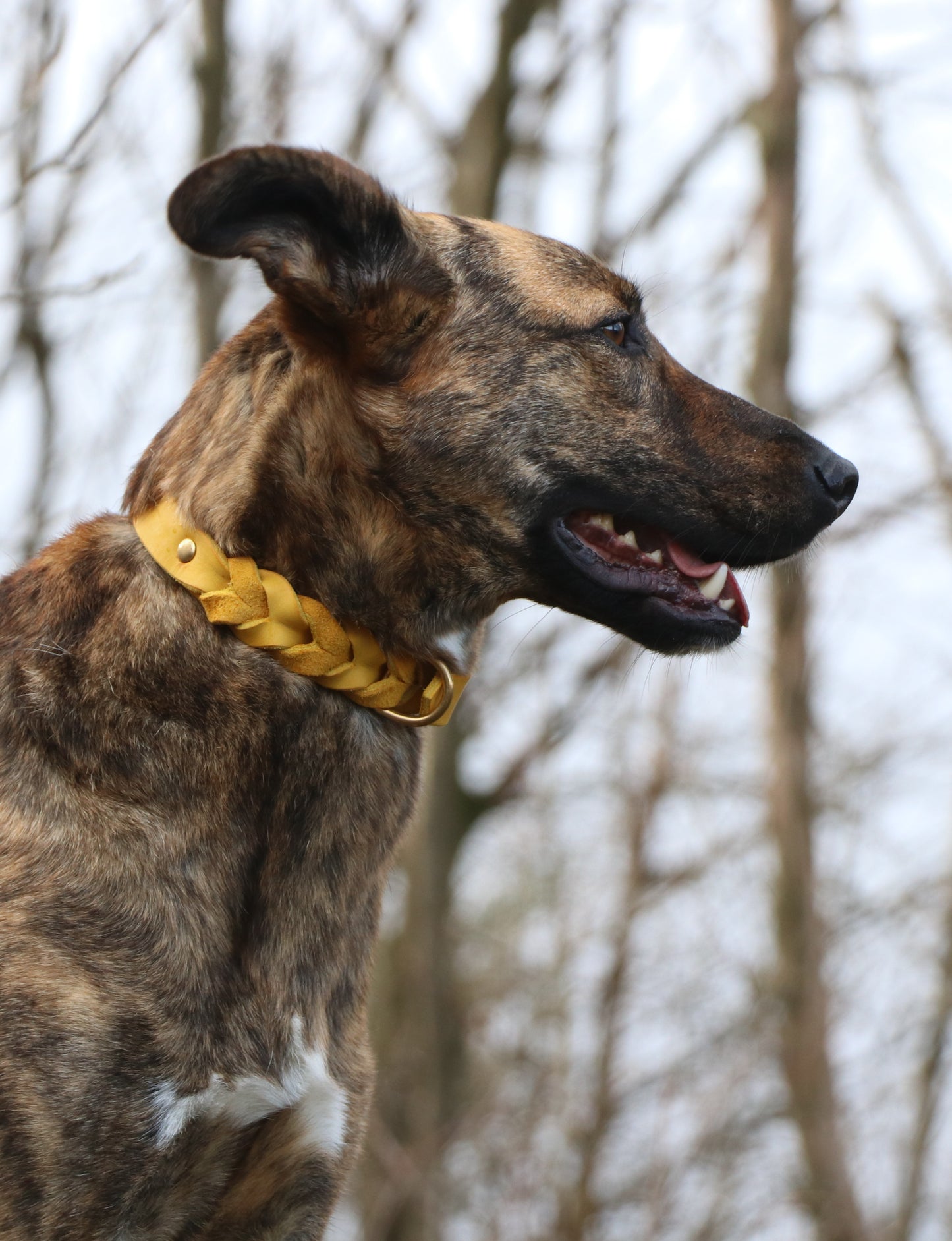 Ivy Hundehalsband und Hundeleine aus Fettleder