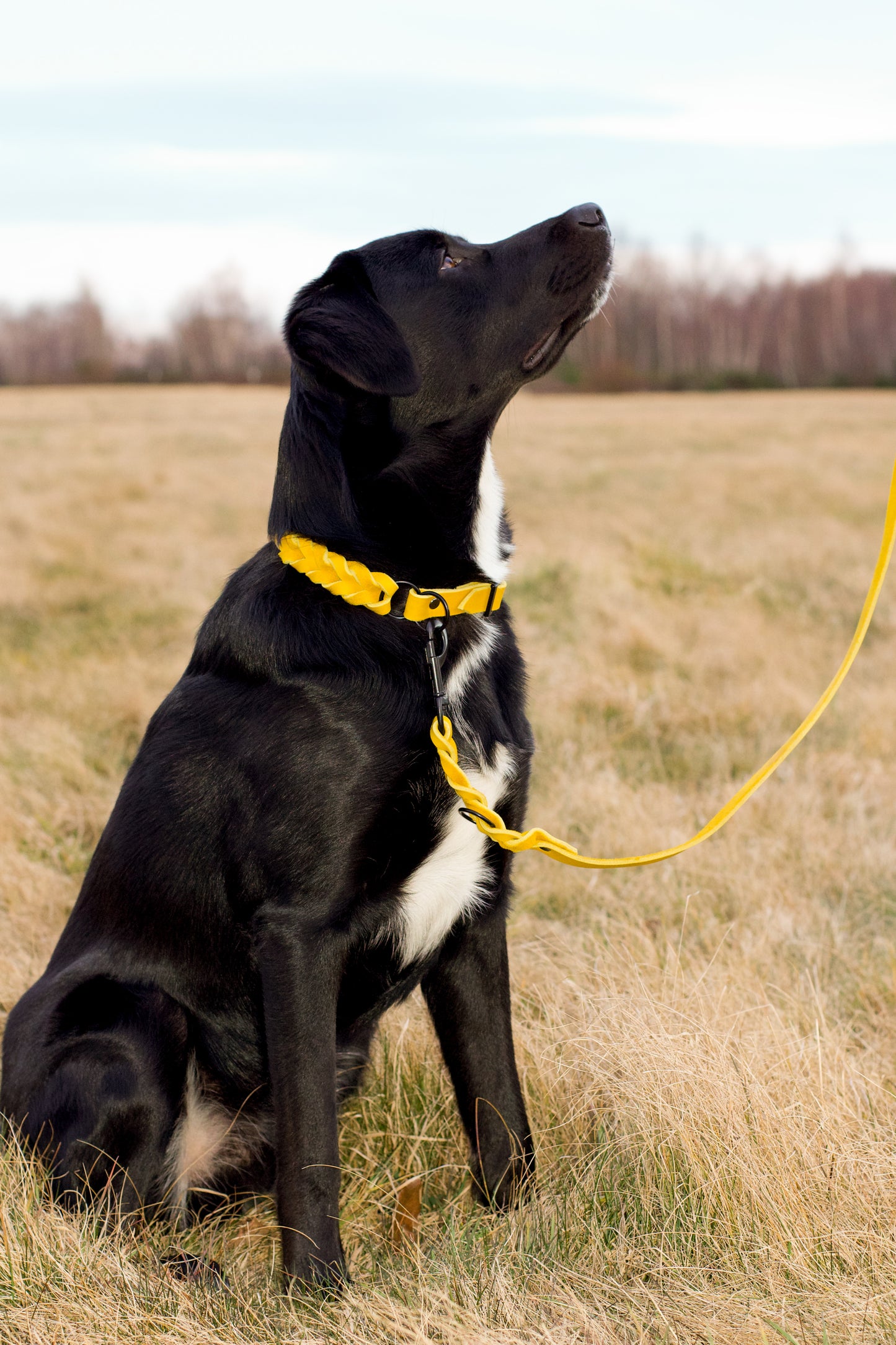 Ivy Hundehalsband und Hundeleine aus Fettleder