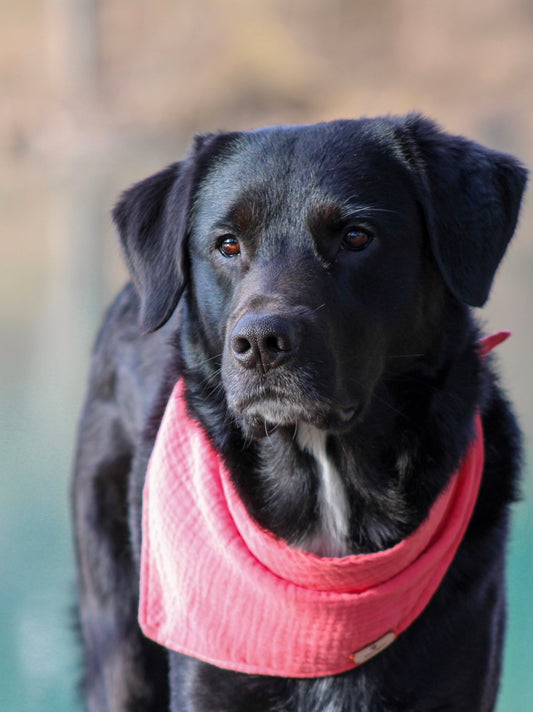 individuelle Hundehalstücher