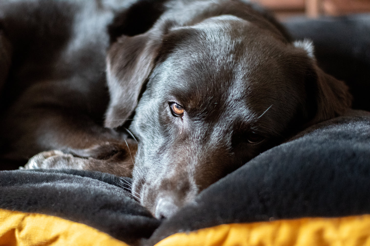 individuelles Hundekissen