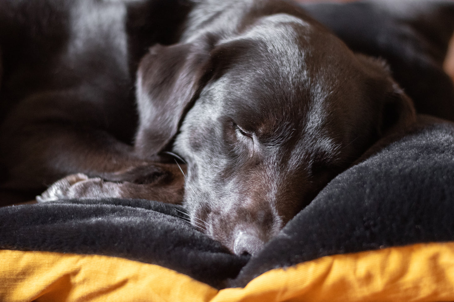 individuelles Hundekissen