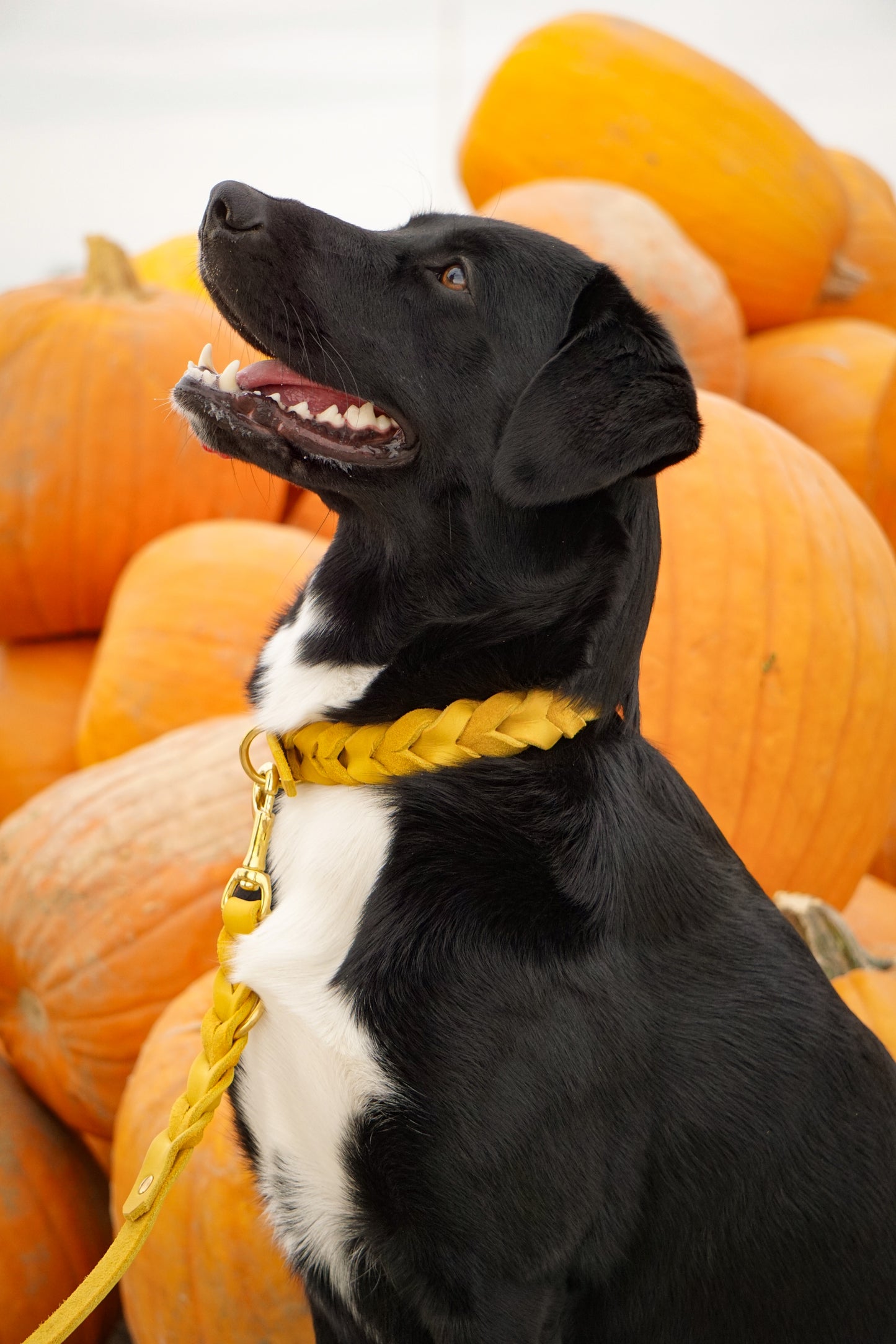 Ivy Hundehalsband und Hundeleine aus Fettleder